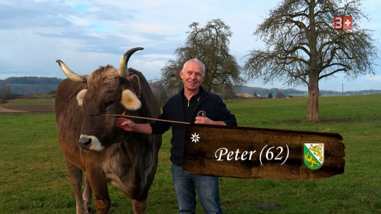 A man in a dark jacket stands beside a large brown cow in a green field, with a wooden sign reading “Peter (62)” and a crest.