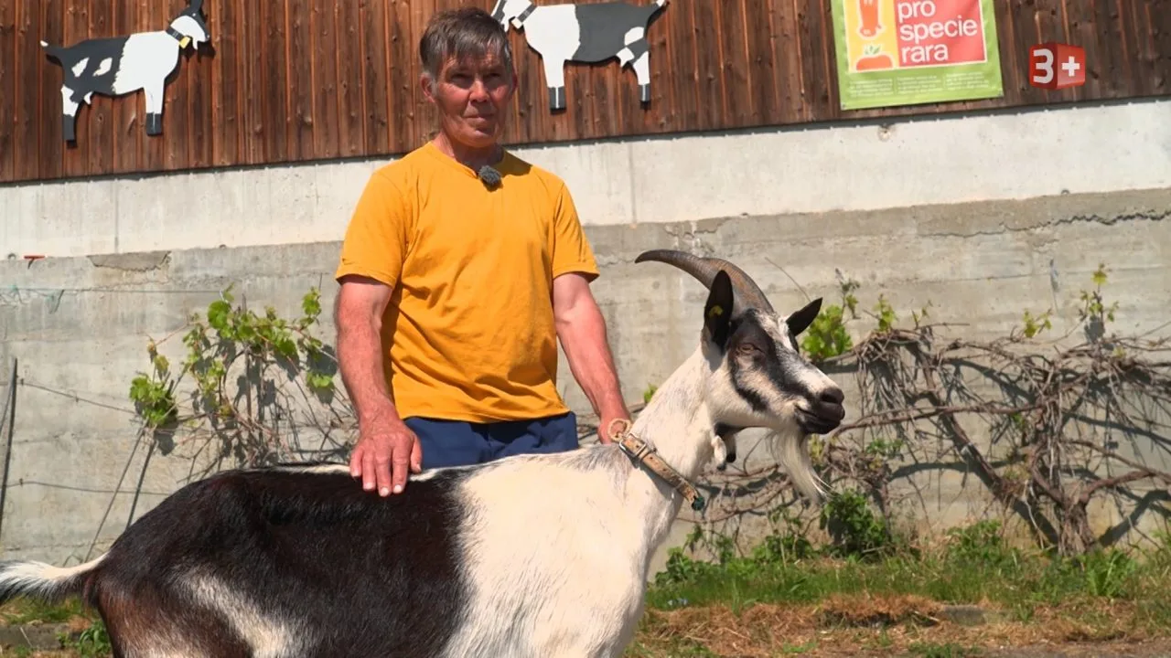 Man in a bright orange shirt standing next to a black-and-white goat with horns in an outdoor yard; wooden fence and posters behind them.