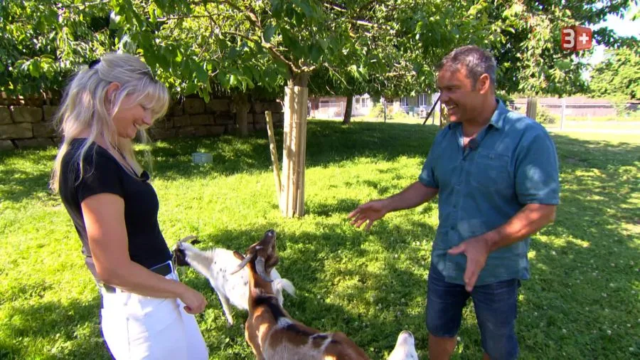 Man and woman in a sunny park interact with two goats reaching toward their hands.