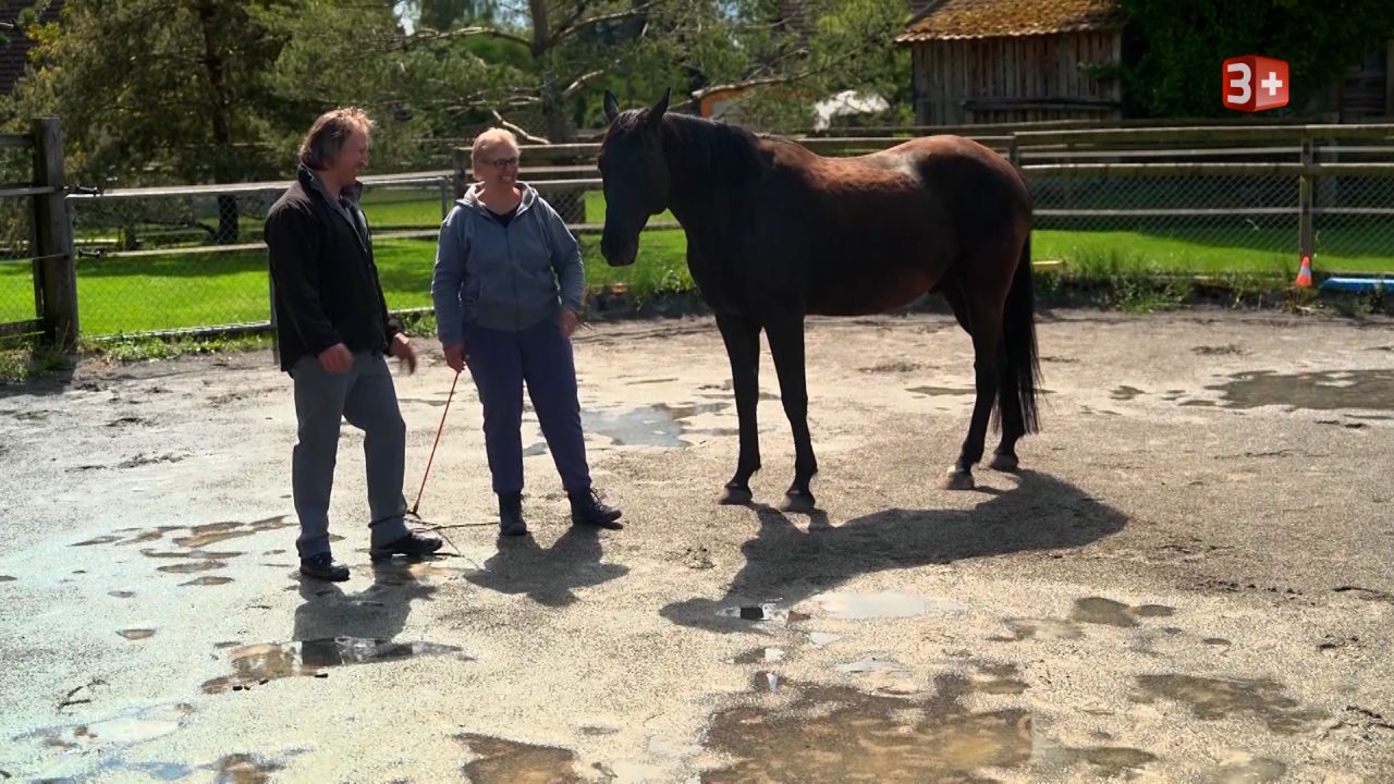 Janine und Andreas mit Pferd bei Bauer ledig sucht Staffel 22 – Hoffest-Vorbereitung im Aargau