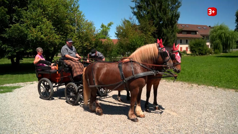 Kutschfahrt bei Bauer ledig sucht Staffel 22: Fraenzi holt ihren Hofherrn mit einem Pferdegespann ab