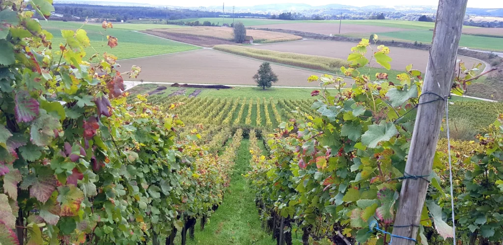 Weinberg und Felder im Herbst bei Laufen-Uhwiesen Herbstlicher Weinberg mit Blick auf Felder und Äcker bei Laufen-Uhwiesen im Kanton Zürich