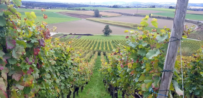Herbstlicher Weinberg mit Blick auf Felder und Äcker bei Laufen-Uhwiesen im Kanton Zürich